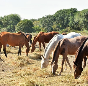Horses grazing on hay in open pasture at Woodbine Farms Chelsea Michi