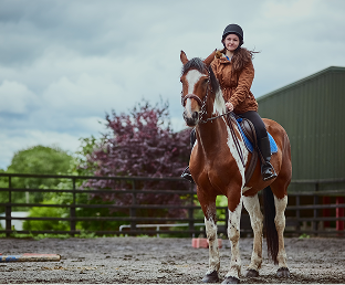Equestrian student cantering chestnut horse in outdoor arena at Woodbine Farms Michigan