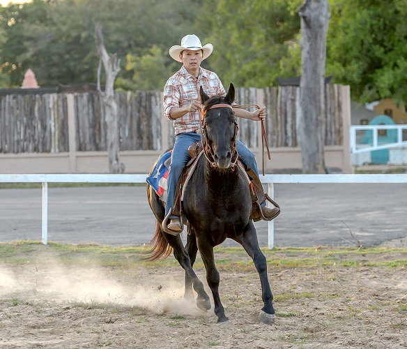 Lesson horse provided for beginner riders at Woodbine Farms