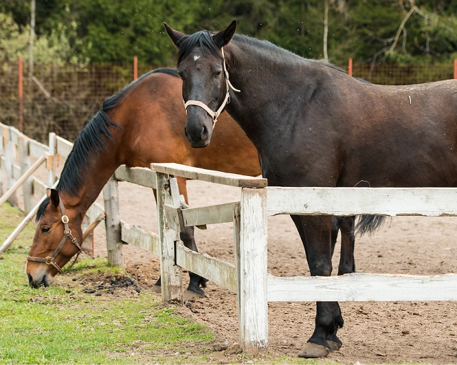 Woodbine Farms equestrian facility in Chelsea Michigan